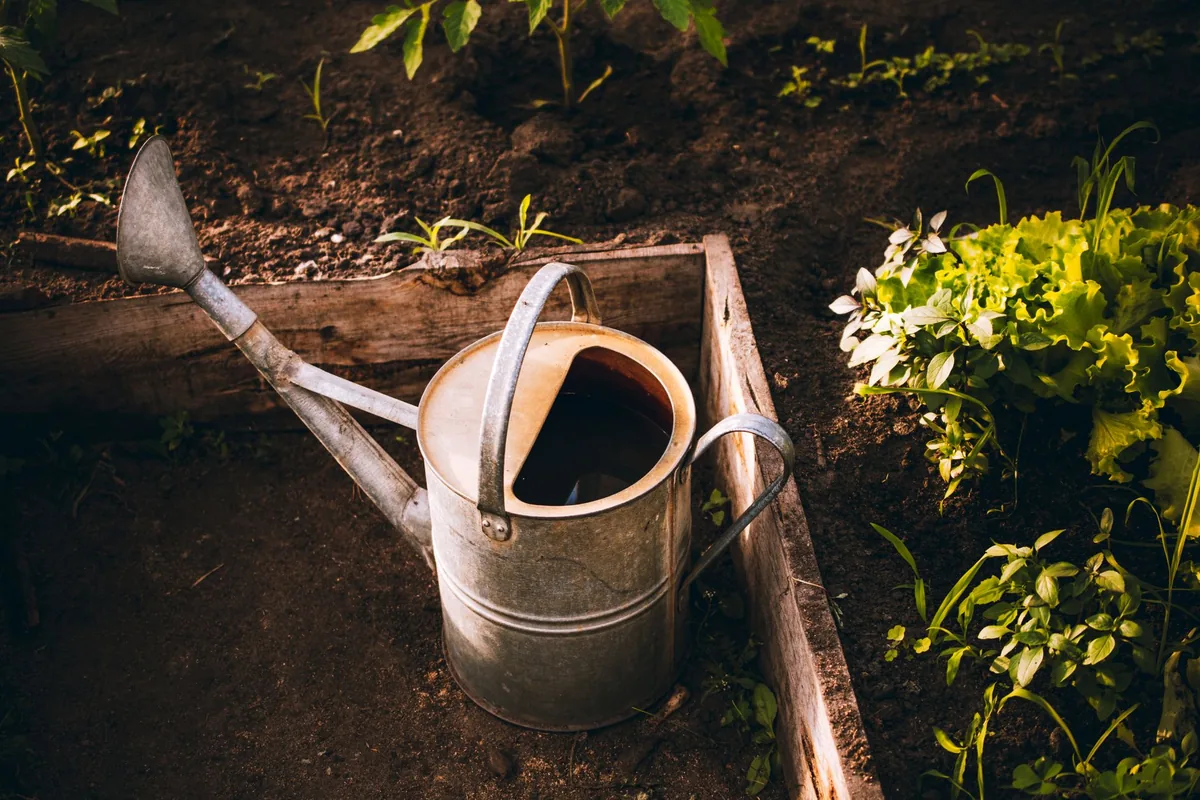 The corner of a weathered wooden raised bed filled with dark soil, a metal watering can standing inside and lettuce growing beside it