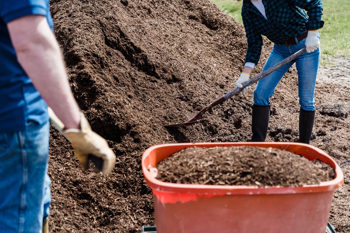 Two gardeners in work gloves shoveling dark compost from a large pile into an orange wheelbarrow