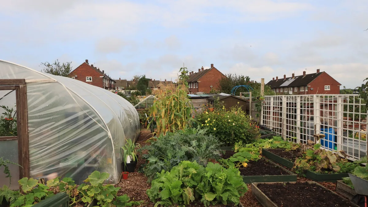 Rows of low raised vegetable beds with dark soil beside a plastic polytunnel in a community garden, with brick houses behind
