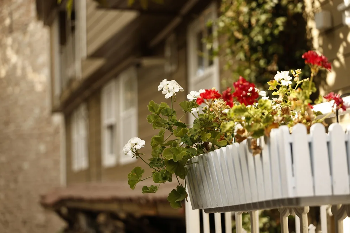Red and white geraniums in a white picket-style planter box on a balcony railing